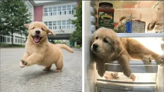Funny and Cute golden retriever Puppies Compilation #1- Cutest Golden Puppy 2022