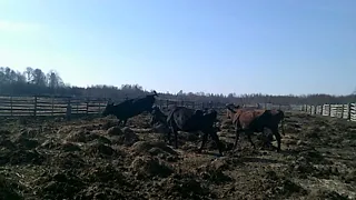 Первый день коров в поле!