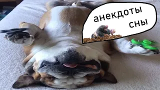 Dawg - Выгоняют крота, сны, анекдоты