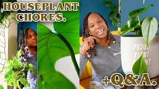 HOUSEPLANT Chores! |Q&A| Watering houseplants, Treating GOLD DUST CROTON For SPIDER MITES.