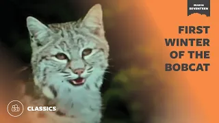 First Winter of the Bobcat | Mutual of Omaha's Wild Kingdom