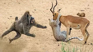 Baboons Save Impala From Cheetah Attack... Must Watch