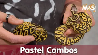 PASTEL Combos | Co-Dominant & SUPER Form erklärt! | Reptil TV