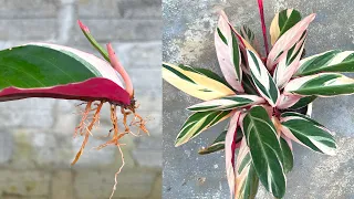 Tips for growing leaves sprouting roots | Growing Stromanthe Plants with Bananas