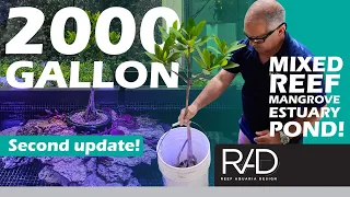 2000 GALLON MIXED REEF MANGROVE ESTUARY POND IN MIAMI BEACH BY REEF AQUARIA DESIGN. SECOND UPDATE