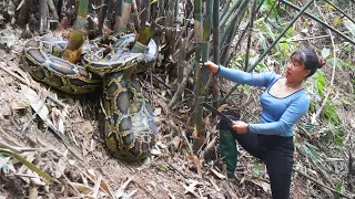 Sugarcane planting - Meet the biggest python again in the forest -  Chúc Thị Mán