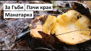 За Гъби: Пачи крак, Манатарка