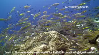 The Amazing Underwater World of Asia