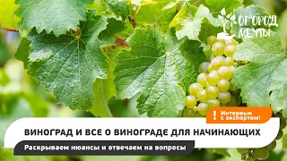 Виноград и все о винограде для начинающих