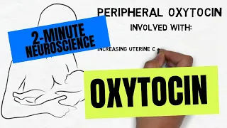 2-Minute Neuroscience: Oxytocin