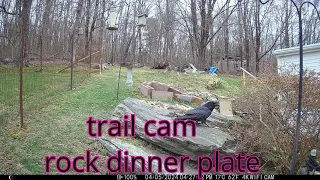 trail cam on the rock dinner plate
