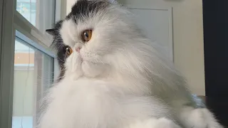 Persian cat grooming