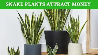 Snake plant lucky plant or not lucky plant 2022