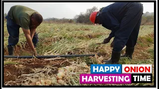 Onion Farming in Zambia: 2022 Update 10 (Oct 06): Happy Texas Grano Onion Harvesting Process