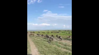 The Migration is slowly leaving the South and heading North in Serengeti national Park (Travel vlog