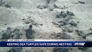 New to South Florida? Here's how you can protect sea turtle nests