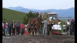 Най високия кон в света -Разлог  2015г