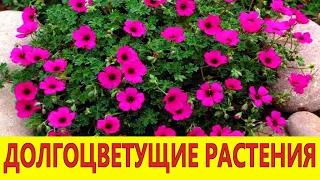 Неприхотливые долгоцветущие растения. Посадите эти цветы в саду!