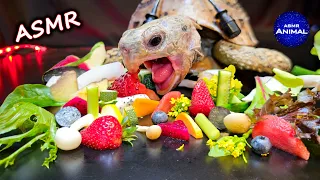 ASMR EATING FOOD MUKBANG 🐢 Turtle Tortoise 160