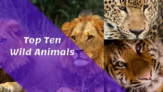 Top 10  Wild Indian Animals