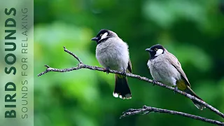 10 hours watching beautiful birds (No music) Relaxing nature, birds singing