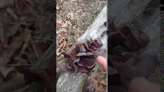 Amber Jelly Roll Fungus