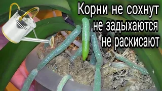 🔥Четыре способа полива орхидеи и их комбинации👍