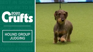 Hound Group Judging | Crufts 2020