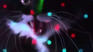 Balada de Gatos