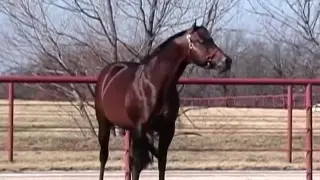 Zips Chocolate Chip - The All-time Leading Sire of AQHA Western Pleasure Horses