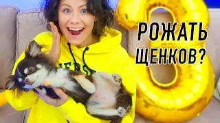 У Юми не будет щенков! 10 фактов о моей собаке! День Рождения собаки Юми Чу