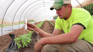 Caterpillar Tunnel Tomatoes PART 2 - PLANTING ( and other cool stuff)