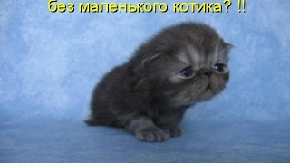 Смешные картинки про кошек и котят Выпуск №76  FUNNY CATS СМЕШНЫЕ КОШКИ