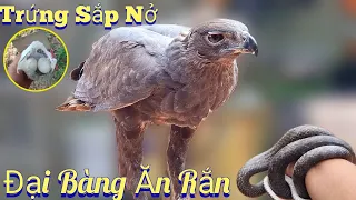 Quả Trứng Chim Đại Bàng Sắp Nở - Bẫy Rắn Thử Cho Đại Bàng Ăn /Nhân Tạ Mốt