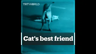 Dog saves dead cat from getting run over by cars