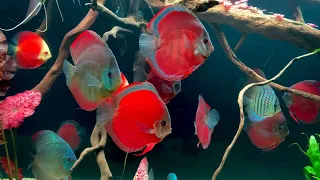 Discus in semi planted Aquascape