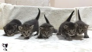How kittens grow up: from 0 day -1 year old!