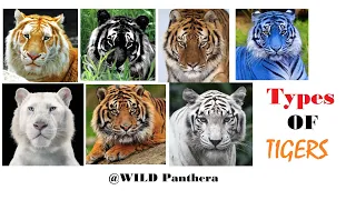 All Types Of Tiger - All Living Sub-Species Of Tigers