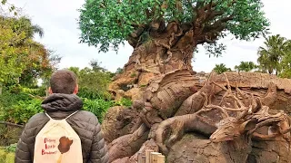 Disney's Animal Kingdom Must Do's at Disney World