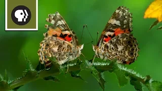 The Remarkable Way that Butterflies Mate