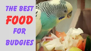 Boost Your Budgie's Health with the Perfect Diet | Complete Bird Nutrition Guide