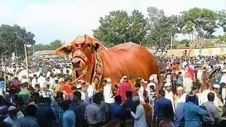 Seht, wozu der mächtigste Stier der Welt in der Lage ist!