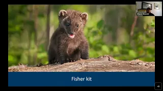 All about fishers: The secretive forest-dwelling mammal