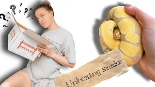 Unboxing pet ball python