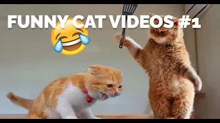 Funny cat videos Part 1