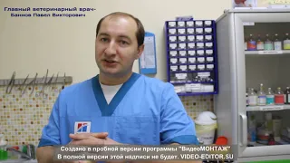 Вы подобрали котенка на улице, что делать дальше?