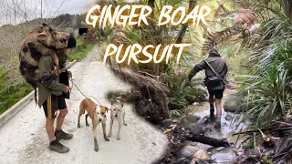 The Ginger Boar's Great Pursuit // Pig Hunting NZ