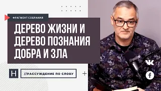 Дерево жизни и дерево познания добра и зла | Проповедь. Герман Бем