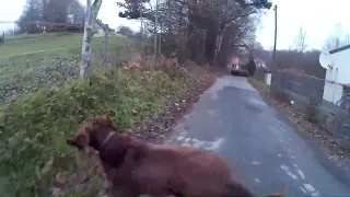 Dog Accident