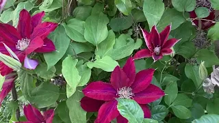 | My Garden |Old Story3 |Clematis |2022 & before| Healing |Calm |My pets my garden 我的宠物我的花园 |#garden